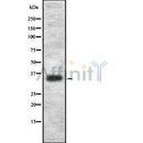Western blot analysis of extracts from rat brain, using OR2L2 Antibody.