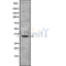 Western blot analysis OR4A47 using HeLa whole cell lysates