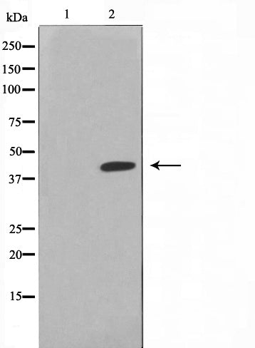 Western blot analysis on HepG2 cell lysate using 5-HT-1A Antibody,The lane on the left is treated with the antigen-specific peptide.