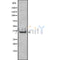 Western blot analysis of TAS2R41 using HUVEC whole cell lysates