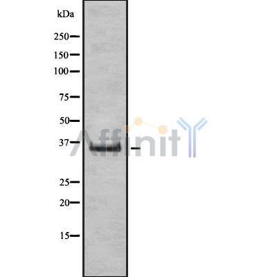 Western blot analysis of TAS2R41 using HUVEC whole cell lysates