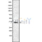 Western blot analysis of TAS2R46 using HUVEC whole cell lysates