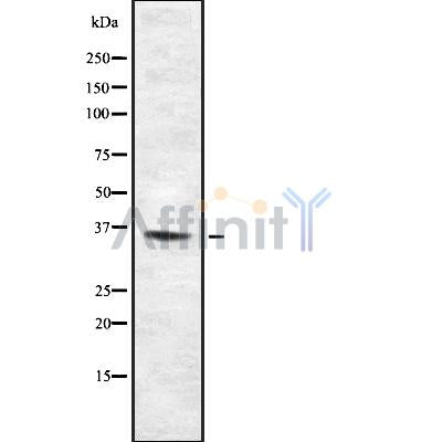 Western blot analysis of TAS2R46 using HUVEC whole cell lysates