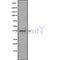 Western blot analysis of TAS2R47 using HT-29 whole cell lysates