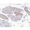Western blot analysis of extracts from Hela, using Collagen Valpha 1 Antibody.