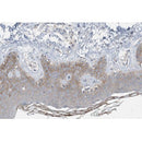 AF0573 staining HepG2 by IF/ICC. The sample were fixed with PFA and permeabilized in 0.1% Triton X-100,then blocked in 10% serum for 45 minutes at 25¡ãC. The primary antibody was diluted at 1/200 and incubated with the sample for 1 hour at 37¡ãC. An  Alexa Fluor 594 conjugated goat anti-rabbit IgG (H+L) Ab, diluted at 1/600, was used as the secondary antibod
