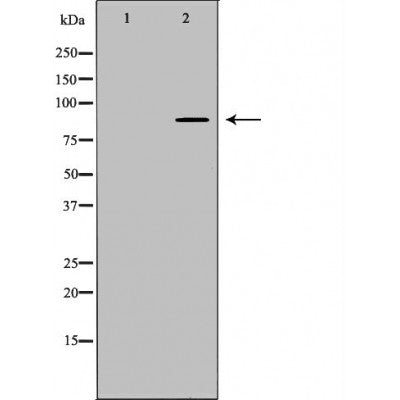 DF2928 staining HepG2 by IF/ICC. The sample were fixed with PFA and permeabilized in 0.1% Triton X-100,then blocked in 10% serum for 45 minutes at 25¡ãC. The primary antibody was diluted at 1/200 and incubated with the sample for 1 hour at 37¡ãC. An  Alexa Fluor 594 conjugated goat anti-rabbit IgG (H+L) Ab, diluted at 1/600, was used as the secondary antibod