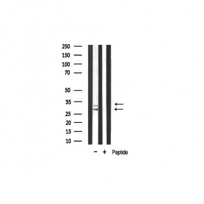 AF0601 staining RAW264.7 by IF/ICC. The sample were fixed with PFA and permeabilized in 0.1% Triton X-100,then blocked in 10% serum for 45 minutes at 25¡ãC. The primary antibody was diluted at 1/200 and incubated with the sample for 1 hour at 37¡ãC. An  Alexa Fluor 594 conjugated goat anti-rabbit IgG (H+L) Ab, diluted at 1/600, was used as the secondary antibod
