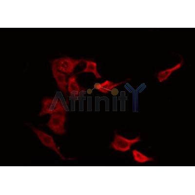 AF0177 staining NIH-3T3 by IF/ICC. The sample were fixed with PFA and permeabilized in 0.1% Triton X-100,then blocked in 10% serum for 45 minutes at 25¡ãC. The primary antibody was diluted at 1/200 and incubated with the sample for 1 hour at 37¡ãC. An  Alexa Fluor 594 conjugated goat anti-rabbit IgG (H+L) Ab, diluted at 1/600, was used as the secondary antibod