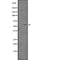 DF2993 staining K562 by IF/ICC. The sample were fixed with PFA and permeabilized in 0.1% Triton X-100,then blocked in 10% serum for 45 minutes at 25¡ãC. The primary antibody was diluted at 1/200 and incubated with the sample for 1 hour at 37¡ãC. An  Alexa Fluor 594 conjugated goat anti-rabbit IgG (H+L) Ab, diluted at 1/600, was used as the secondary antibod