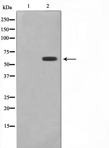 AF0744 staining 293 cells by IF/ICC. The sample were fixed with PFA and permeabilized in 0.1% Triton X-100,then blocked in 10% serum for 45 minutes at 25¡ãC. The primary antibody was diluted at 1/200 and incubated with the sample for 1 hour at 37¡ãC. An  Alexa Fluor 594 conjugated goat anti-rabbit IgG (H+L) antibody(Cat.