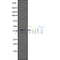 DF7505 at 1/100 staining Human lymph node tissue by IHC-P. The sample was formaldehyde fixed and a heat mediated antigen retrieval step in citrate buffer was performed. The sample was then blocked and incubated with the antibody for 1.5 hours at 22¡ãC. An HRP conjugated goat anti-rabbit antibody was used as the secondary