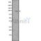 DF7519 at 1/100 staining Mouse lung tissue by IHC-P. The sample was formaldehyde fixed and a heat mediated antigen retrieval step in citrate buffer was performed. The sample was then blocked and incubated with the antibody for 1.5 hours at 22¡ãC. An HRP conjugated goat anti-rabbit antibody was used as the secondary