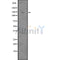 DF7527 at 1/100 staining Mouse kidney tissue by IHC-P. The sample was formaldehyde fixed and a heat mediated antigen retrieval step in citrate buffer was performed. The sample was then blocked and incubated with the antibody for 1.5 hours at 22¡ãC. An HRP conjugated goat anti-rabbit antibody was used as the secondary