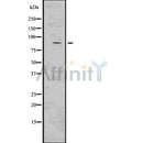 Western blot analysis of KAP1 using 293 whole cell lysates