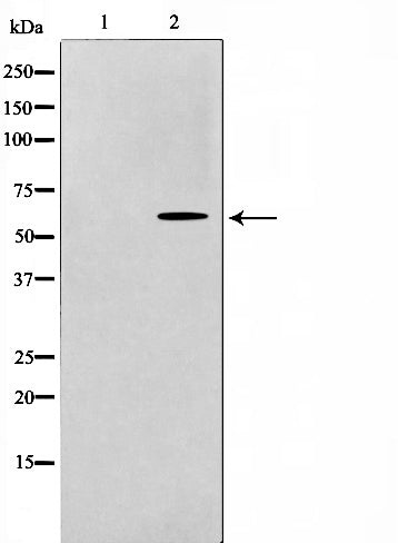 AF0669 staining LOVO by IF/ICC. The sample were fixed with PFA and permeabilized in 0.1% Triton X-100,then blocked in 10% serum for 45 minutes at 25¡ãC. The primary antibody was diluted at 1/200 and incubated with the sample for 1 hour at 37¡ãC. An  Alexa Fluor 594 conjugated goat anti-rabbit IgG (H+L) Ab, diluted at 1/600, was used as the secondary antibod