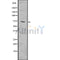 DF7537 at 1/100 staining Rat liver tissue by IHC-P. The sample was formaldehyde fixed and a heat mediated antigen retrieval step in citrate buffer was performed. The sample was then blocked and incubated with the antibody for 1.5 hours at 22¡ãC. An HRP conjugated goat anti-rabbit antibody was used as the secondary