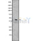 DF7538 staining COLO205 by IF/ICC. The sample were fixed with PFA and permeabilized in 0.1% Triton X-100,then blocked in 10% serum for 45 minutes at 25¡ãC. The primary antibody was diluted at 1/200 and incubated with the sample for 1 hour at 37¡ãC. An  Alexa Fluor 594 conjugated goat anti-rabbit IgG (H+L) Ab, diluted at 1/600, was used as the secondary antibod