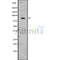 DF7543 at 1/100 staining Mouse kidney tissue by IHC-P. The sample was formaldehyde fixed and a heat mediated antigen retrieval step in citrate buffer was performed. The sample was then blocked and incubated with the antibody for 1.5 hours at 22¡ãC. An HRP conjugated goat anti-rabbit antibody was used as the secondary