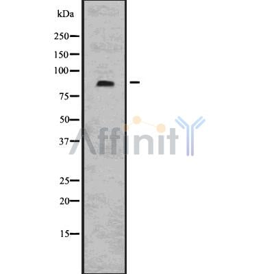 DF7543 at 1/100 staining Mouse kidney tissue by IHC-P. The sample was formaldehyde fixed and a heat mediated antigen retrieval step in citrate buffer was performed. The sample was then blocked and incubated with the antibody for 1.5 hours at 22¡ãC. An HRP conjugated goat anti-rabbit antibody was used as the secondary