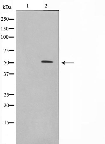 AF0819 staining RAW264.7 by IF/ICC. The sample were fixed with PFA and permeabilized in 0.1% Triton X-100,then blocked in 10% serum for 45 minutes at 25¡ãC. The primary antibody was diluted at 1/200 and incubated with the sample for 1 hour at 37¡ãC. An  Alexa Fluor 594 conjugated goat anti-rabbit IgG (H+L) Ab, diluted at 1/600, was used as the secondary antibod