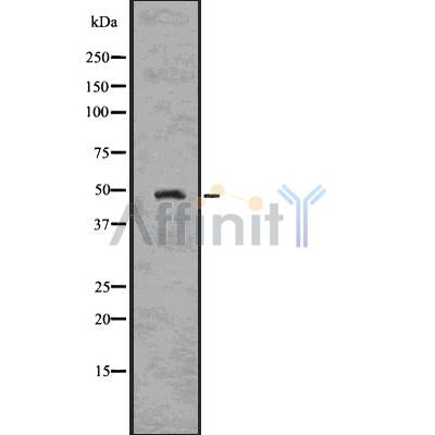 DF7563 staining HepG2 by IF/ICC. The sample were fixed with PFA and permeabilized in 0.1% Triton X-100,then blocked in 10% serum for 45 minutes at 25¡ãC. The primary antibody was diluted at 1/200 and incubated with the sample for 1 hour at 37¡ãC. An  Alexa Fluor 594 conjugated goat anti-rabbit IgG (H+L) Ab, diluted at 1/600, was used as the secondary antibod