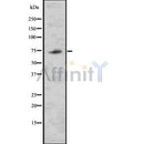 Western blot analysis of TRIM32 using 293 whole cell lysates