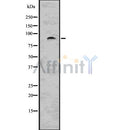 DF7573 at 1/100 staining Rat kidney tissue by IHC-P. The sample was formaldehyde fixed and a heat mediated antigen retrieval step in citrate buffer was performed. The sample was then blocked and incubated with the antibody for 1.5 hours at 22¡ãC. An HRP conjugated goat anti-rabbit antibody was used as the secondary
