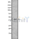 DF7589 at 1/100 staining Mouse kidney tissue by IHC-P. The sample was formaldehyde fixed and a heat mediated antigen retrieval step in citrate buffer was performed. The sample was then blocked and incubated with the antibody for 1.5 hours at 22¡ãC. An HRP conjugated goat anti-rabbit antibody was used as the secondary