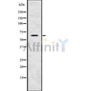 Western blot analysis of PDI using HepG2 whole cell lysates