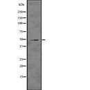 Western blot analysis of extracts from mouse brain, using ADFP Antibody.