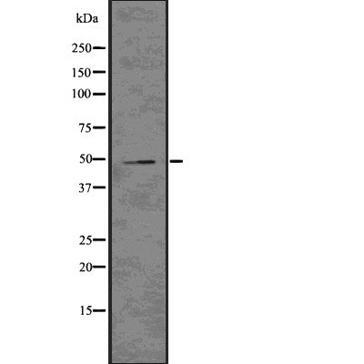 Western blot analysis of extracts from mouse brain, using ADFP Antibody.