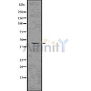 DF7607 at 1/100 staining Mouse testis tissue by IHC-P. The sample was formaldehyde fixed and a heat mediated antigen retrieval step in citrate buffer was performed. The sample was then blocked and incubated with the antibody for 1.5 hours at 22¡ãC. An HRP conjugated goat anti-rabbit antibody was used as the secondary