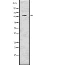 Western blot analysis of PIK3CD using COS7 whole  lysates.