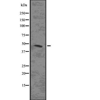 DF7632 staining  NIH-3T3 cells by IF/ICC. The sample were fixed with PFA and permeabilized in 0.1% Triton X-100,then blocked in 10% serum for 45 minutes at 25¡ãC. The primary antibody was diluted at 1/200 and incubated with the sample for 1 hour at 37¡ãC. An  Alexa Fluor 594 conjugated goat anti-rabbit IgG (H+L) antibody(Cat.