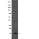 Western blot analysis of LAMTOR3 using mouse brain lysates.