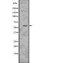 Western blot analysis of CCNA2 using HepG2 whole  lysates.