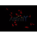 AF0446 staining Hela by IF/ICC. The sample were fixed with PFA and permeabilized in 0.1% Triton X-100,then blocked in 10% serum for 45 minutes at 25¡ãC. The primary antibody was diluted at 1/200 and incubated with the sample for 1 hour at 37¡ãC. An  Alexa Fluor 594 conjugated goat anti-rabbit IgG (H+L) Ab, diluted at 1/600, was used as the secondary antibod