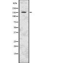 Western blot analysis of C11orf30 using K562 whole  lysates.