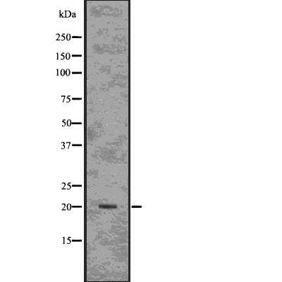 Western blot analysis of extracts from mouse heart, using ARF1 Antibody.
