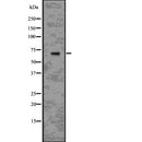 Western blot analysis of IL1R1 using RAW264.7 whole  lysates