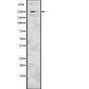 Western blot analysis of CAD using RAW264.7 whole  lysates