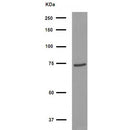 Western blot analysis of extracts from various samples, using FOXJ3 Antibody.
 Lane 1: Hybridoma cells, treated with blocking peptide;
 Lane 2: Hybridoma cells;
 Lane 3: Mouse  lung.