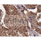 HDAC10 Antibody