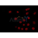 AF0179 staining COS7 by IF/ICC. The sample were fixed with PFA and permeabilized in 0.1% Triton X-100,then blocked in 10% serum for 45 minutes at 25¡ãC. The primary antibody was diluted at 1/200 and incubated with the sample for 1 hour at 37¡ãC. An  Alexa Fluor 594 conjugated goat anti-rabbit IgG (H+L) Ab, diluted at 1/600, was used as the secondary antibod