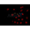 AF0179 staining COS7 by IF/ICC. The sample were fixed with PFA and permeabilized in 0.1% Triton X-100,then blocked in 10% serum for 45 minutes at 25¡ãC. The primary antibody was diluted at 1/200 and incubated with the sample for 1 hour at 37¡ãC. An  Alexa Fluor 594 conjugated goat anti-rabbit IgG (H+L) Ab, diluted at 1/600, was used as the secondary antibod