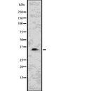Western blot analysis of CNN1 using NIH-3T3 whole  lysates.