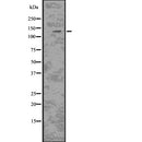 DF7680 staining HepG2 by IF/ICC. The sample were fixed with PFA and permeabilized in 0.1% Triton X-100,then blocked in 10% serum for 45 minutes at 25¡ãC. The primary antibody was diluted at 1/200 and incubated with the sample for 1 hour at 37¡ãC. An  Alexa Fluor 594 conjugated goat anti-rabbit IgG (H+L) Ab, diluted at 1/600, was used as the secondary antibod