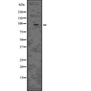 Western blot analysis of EPS15L1 using HeLa whole  lysates.