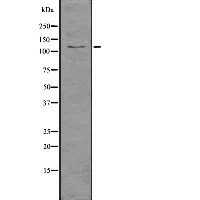 Western blot analysis of IPO9 using COLO205 whole  lysates.